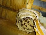 DESTRU GUEPES ET NUISIBLES Les Authieux