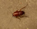 DESTRU GUEPES ET NUISIBLES 27220