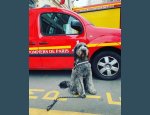 DCPL DETECT 77300