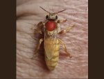Photo MADE BY BEE'S FRANCE
