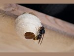 MADE BY BEE'S FRANCE Hangest-sur-Somme