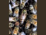 Photo MADE BY BEE'S FRANCE