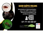 DAVID GUEPES FRELONS Audenge