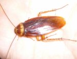 NET-TICIDES 06000