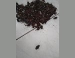 Photo NET-TICIDES